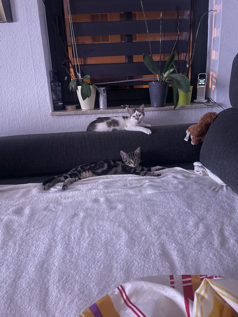 2 liebevolle Katzen abzugeben