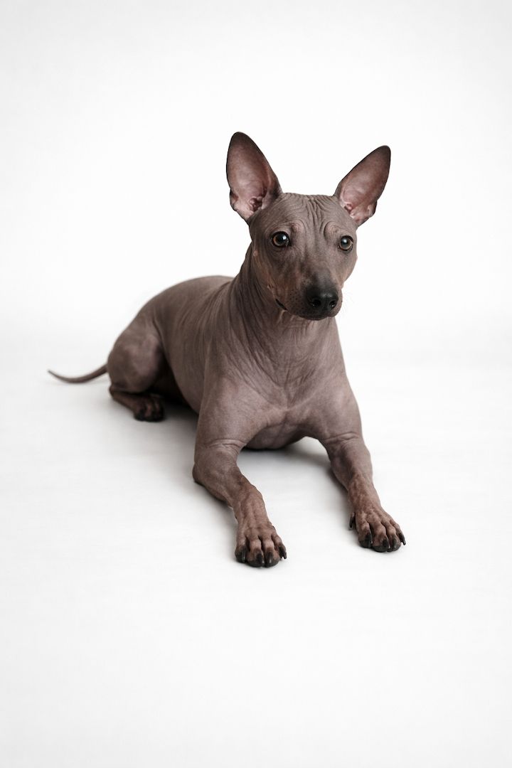 American Hairless Terrier Welpen