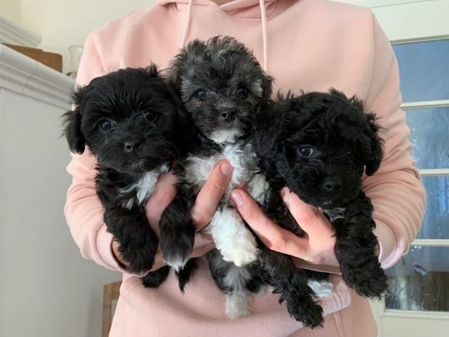 Bolonka Zwetna Welpen