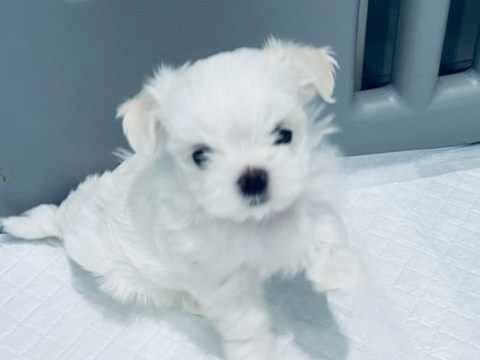 Malteserwelpen Welpen