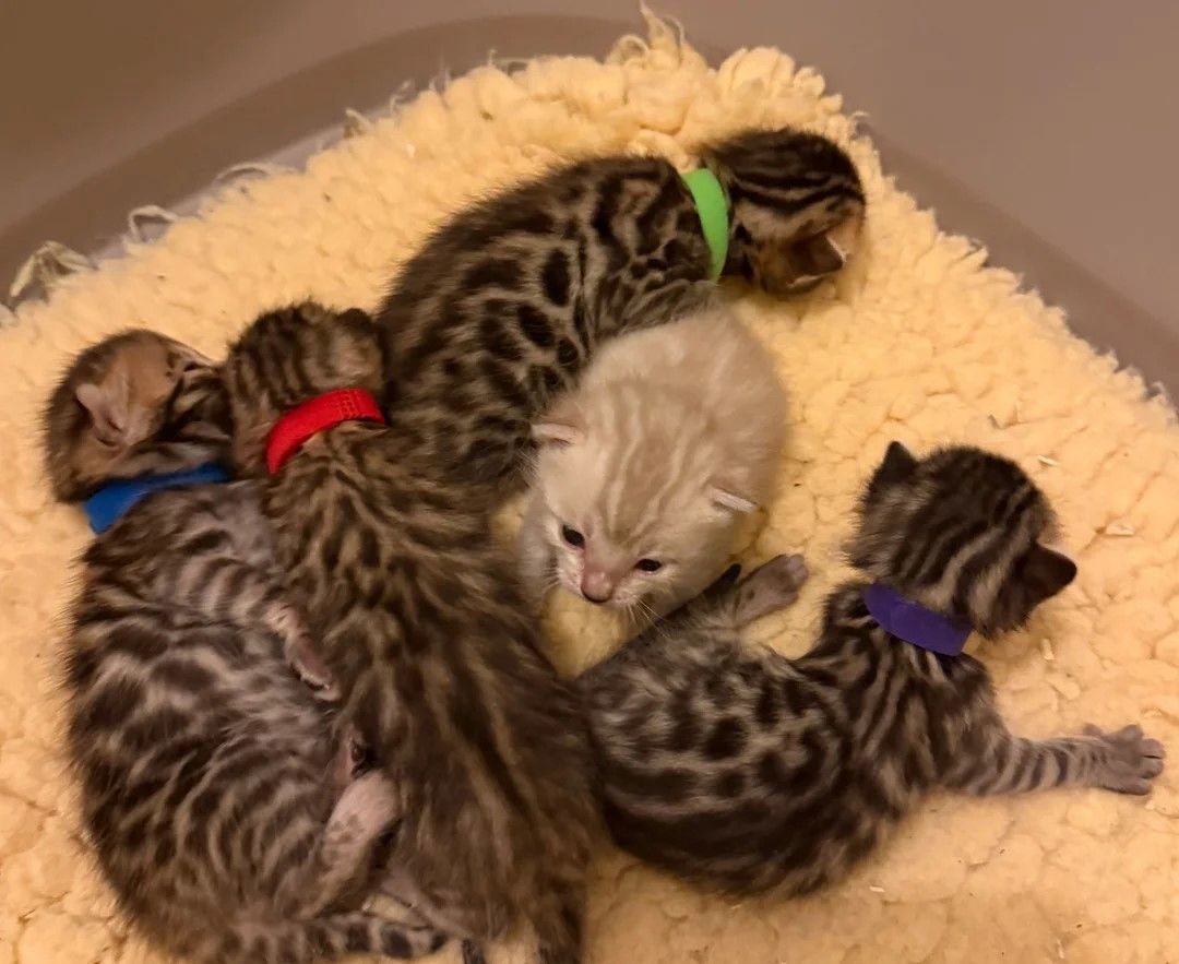 Gesundheitsgeprüfte 🐆 Bengal-Kätzchen