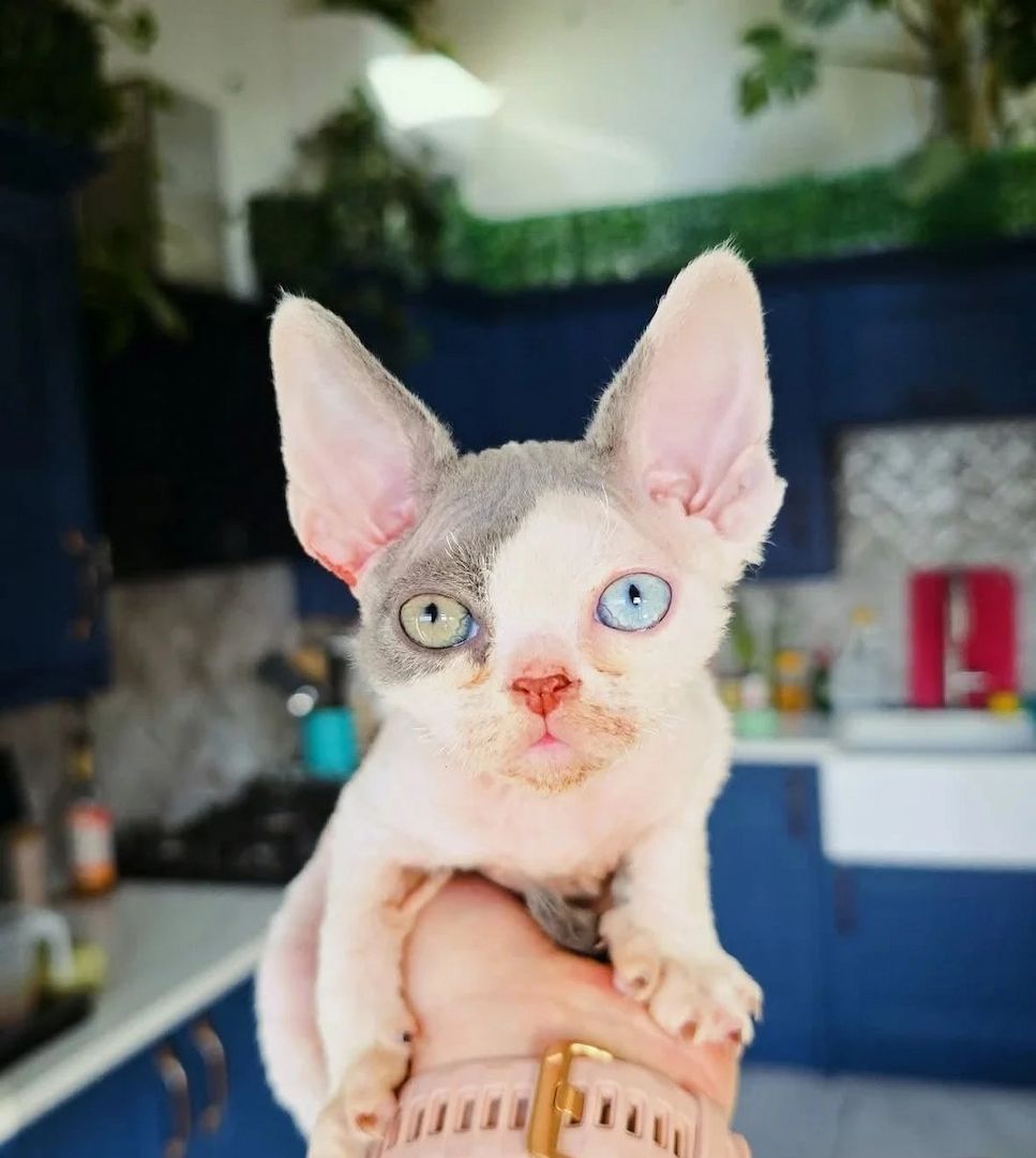 Devon Rex-Kätzchen verfügbar