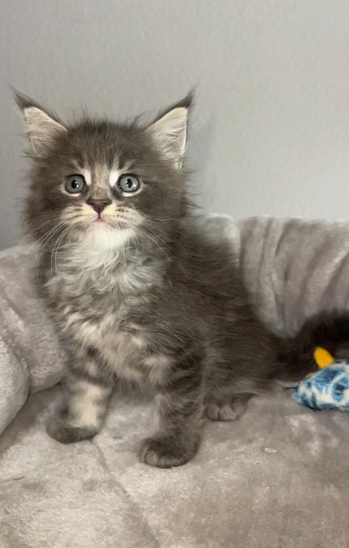 wunderschöner Maine Coons abzugeben