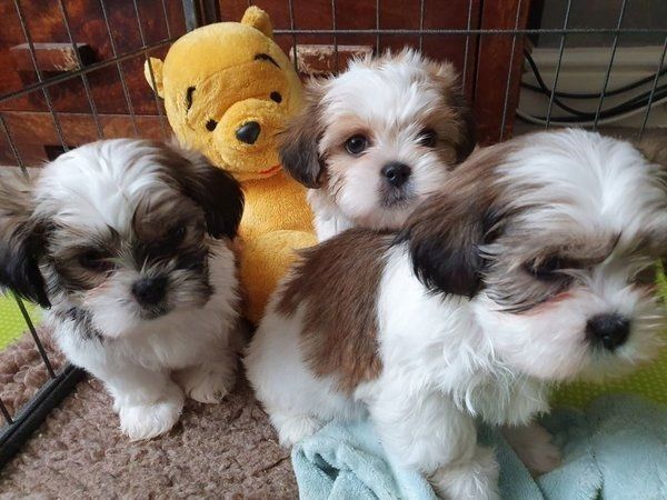 Shih Tzu Welpen