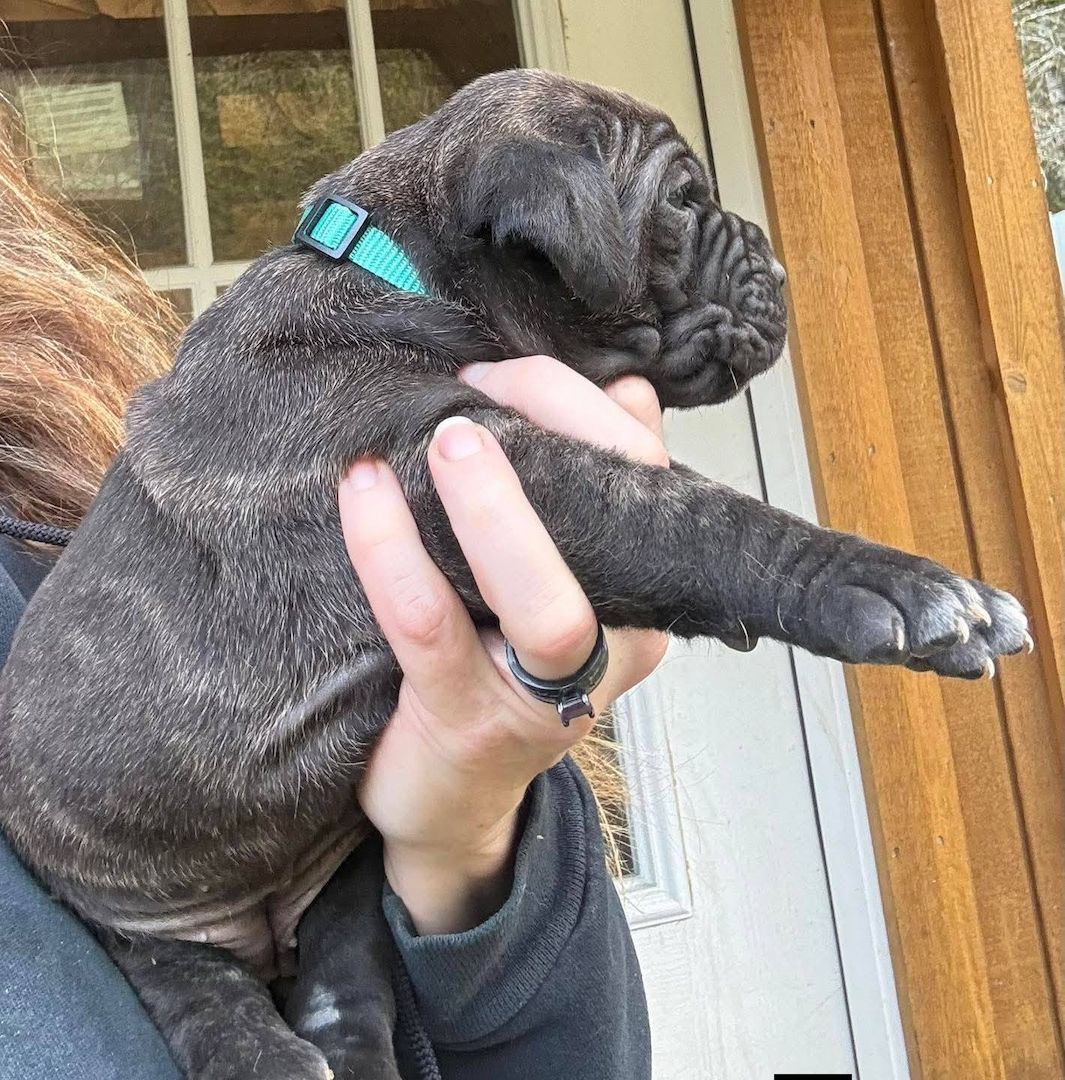 Cane Corso Welpen