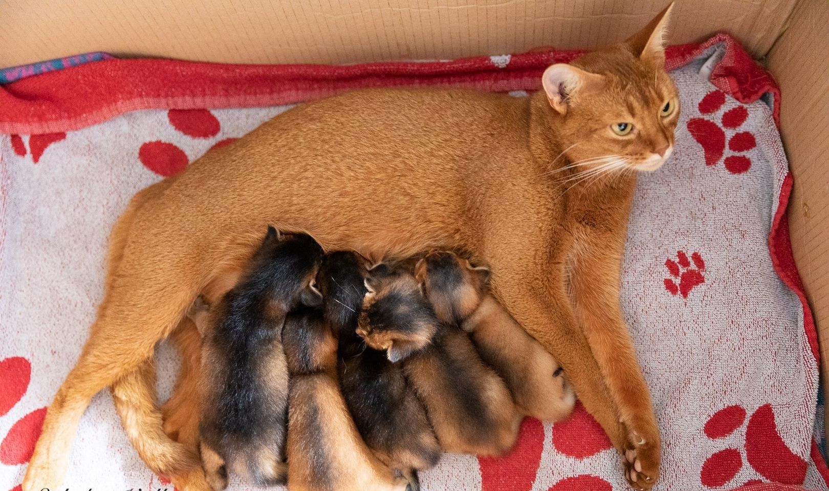Abyssinian Kätzchen