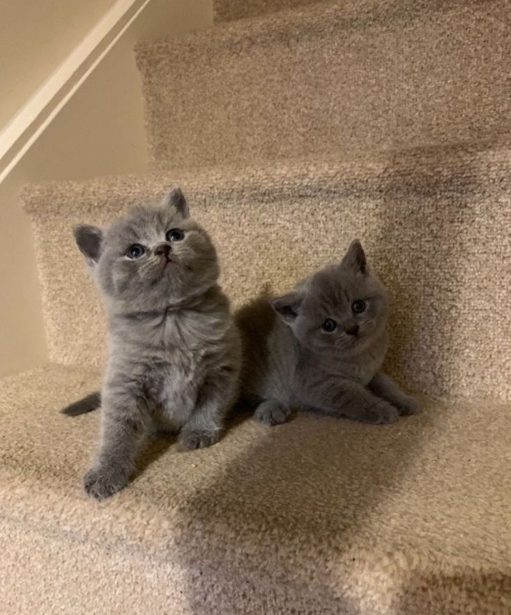 Wunderschöne Britisch Kurzhaar-Kätzchen