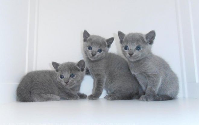 Russisch Blau Kätzchen