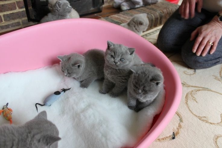 Britisch Kurzhaar-Kätzchen suchen ein gutes und liebevolles Zuhause.