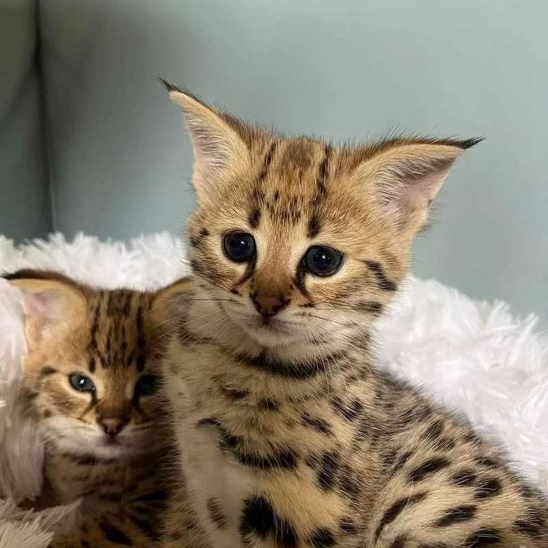 Herausragende Savannah-Kätzchen