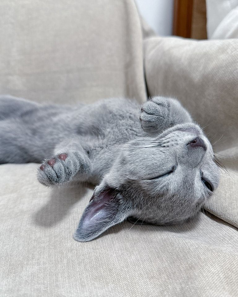 Russisch Blau Kätzchen