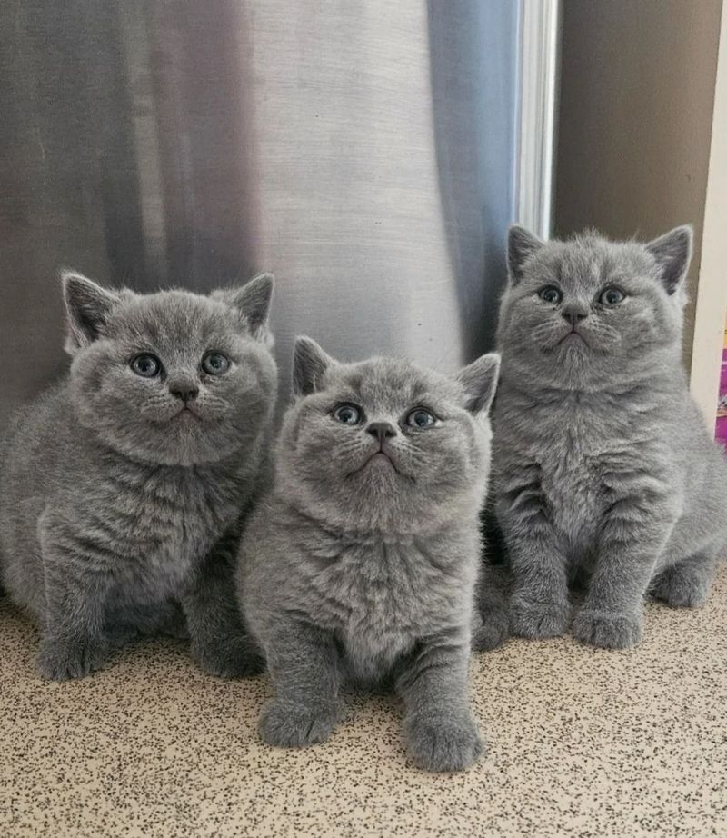 Blaue Britisch Kurzhaar-Kätzchen, vollständig entwöhnt und stubenrein