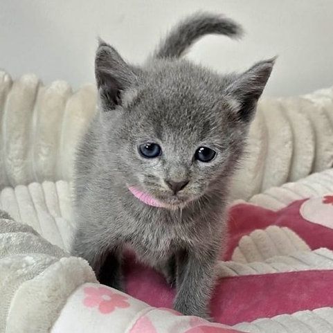 Russisch Blau Kätzchen