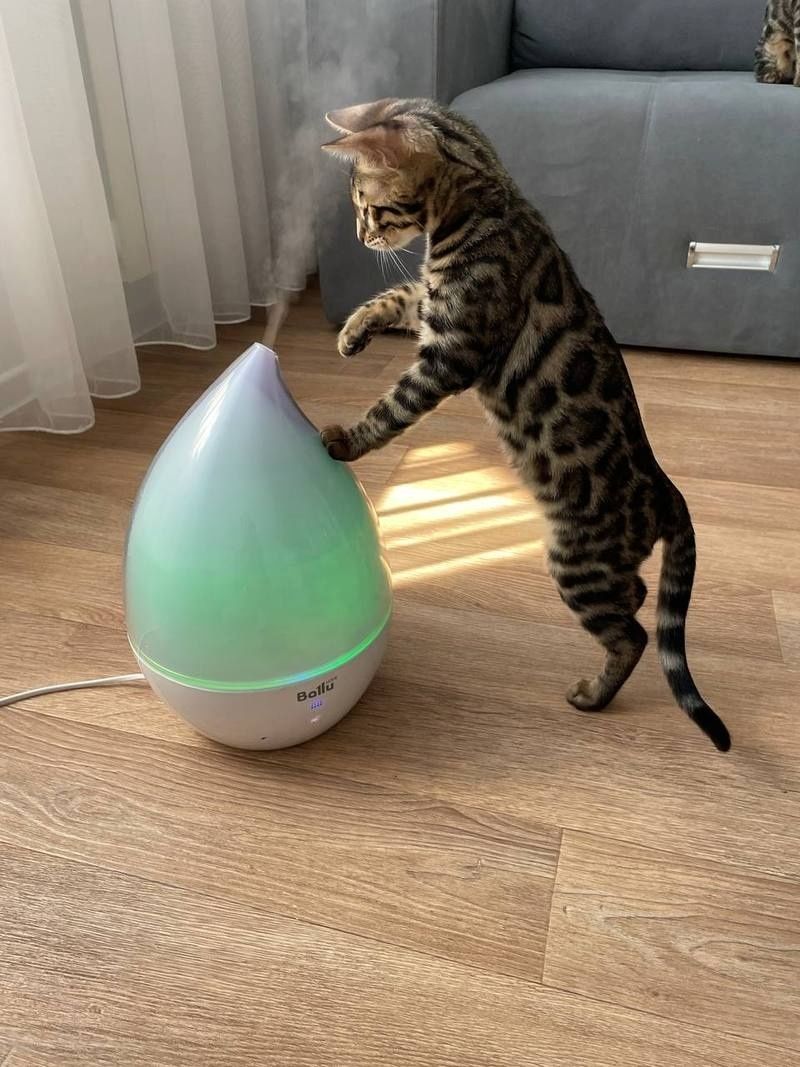 Bengalkätzchen zu verkaufen