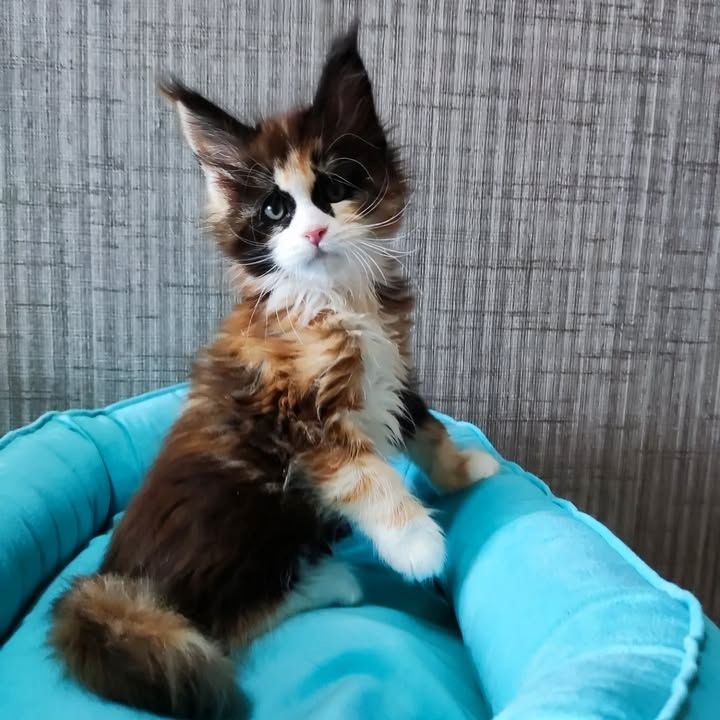 Maine-Coon-Kätzchen verfügbar