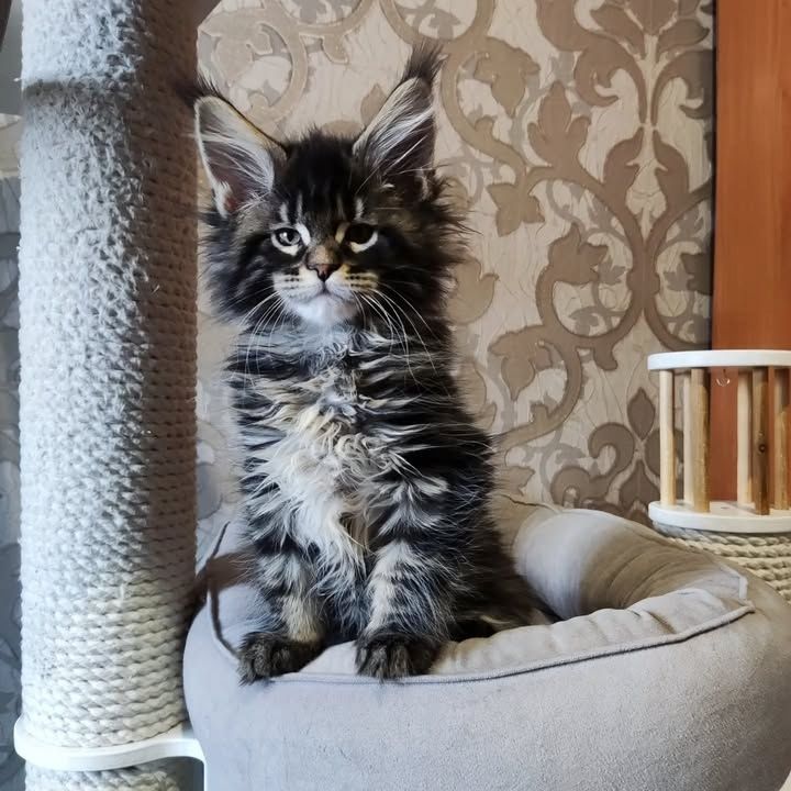 Maine-Coon-Kätzchen verfügbar