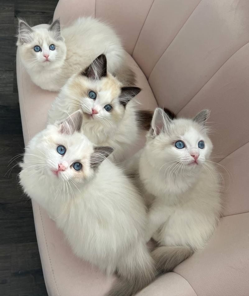 Ragdoll-Kätzchen zur Adoption/zum Verkauf.