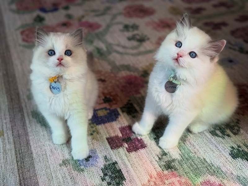 Ragdoll-Kätzchen zur Adoption/zum Verkauf.