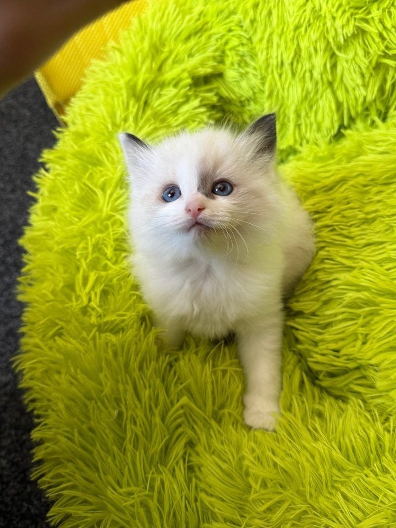 Registrierte Ragdoll-Kätzchen