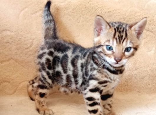 TICA Bengal-Kätzchen