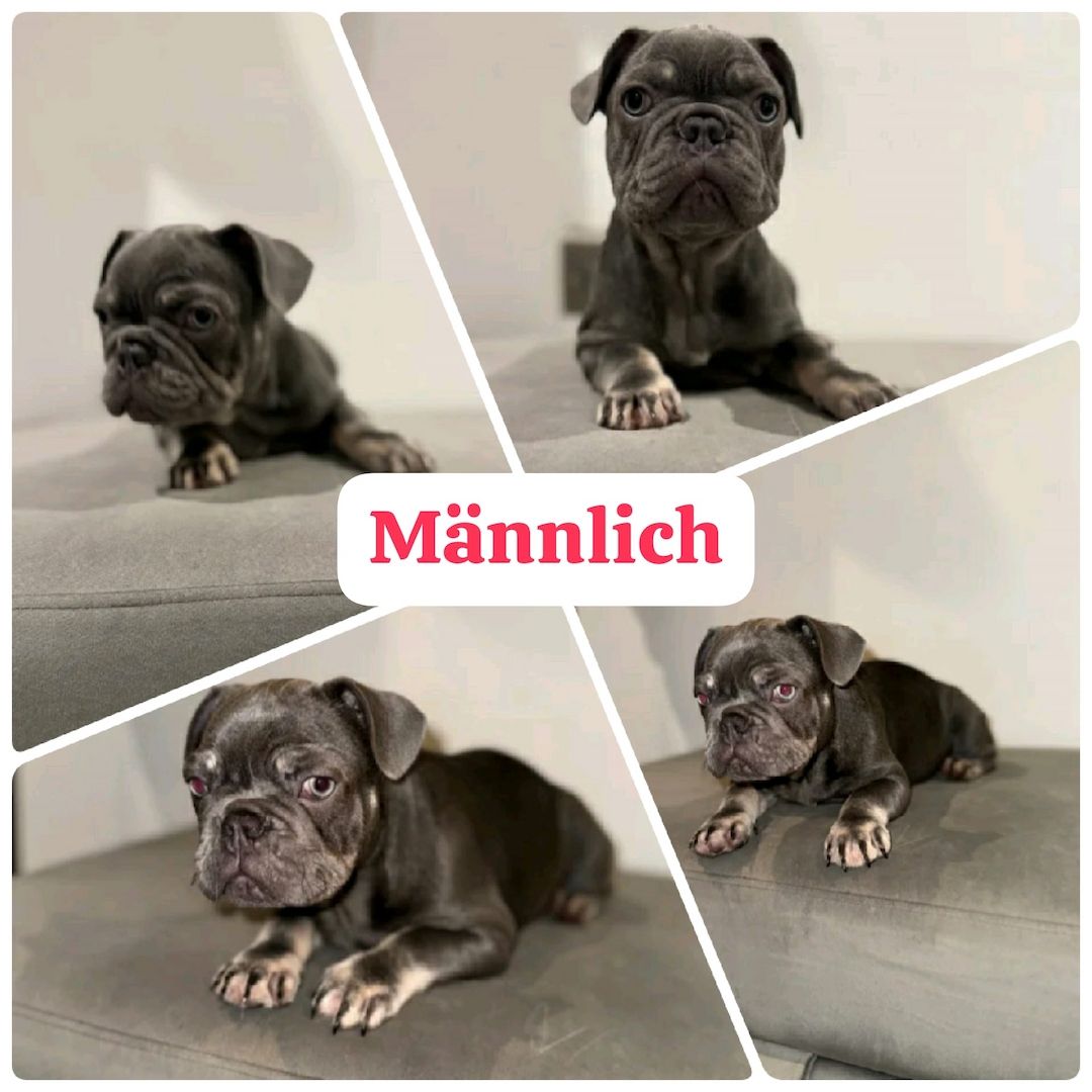 11 Wochen alte französische Bulldoggenwelpen