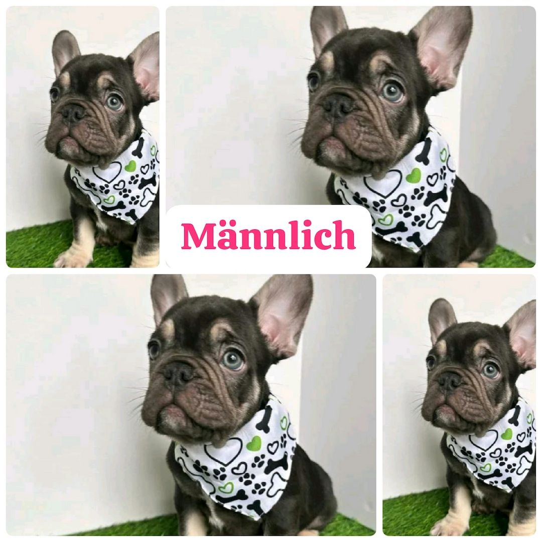 11 Wochen alte französische Bulldoggenwelpen