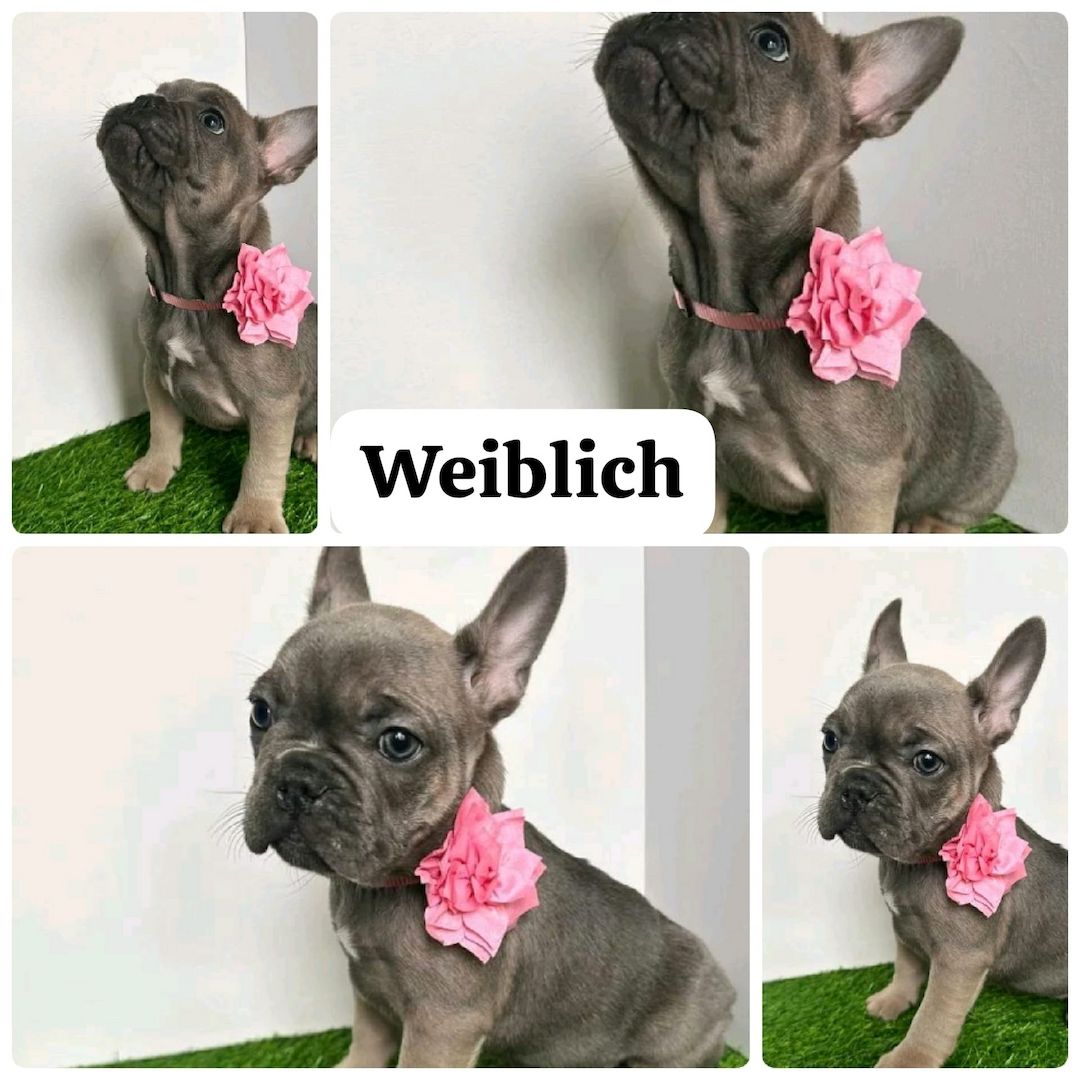 11 Wochen alte französische Bulldoggenwelpen