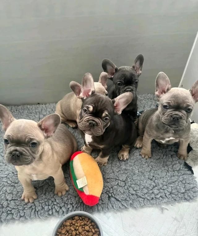 11 Wochen alte französische Bulldoggenwelpen