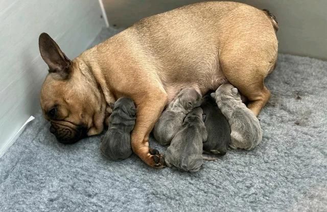 11 Wochen alte französische Bulldoggenwelpen