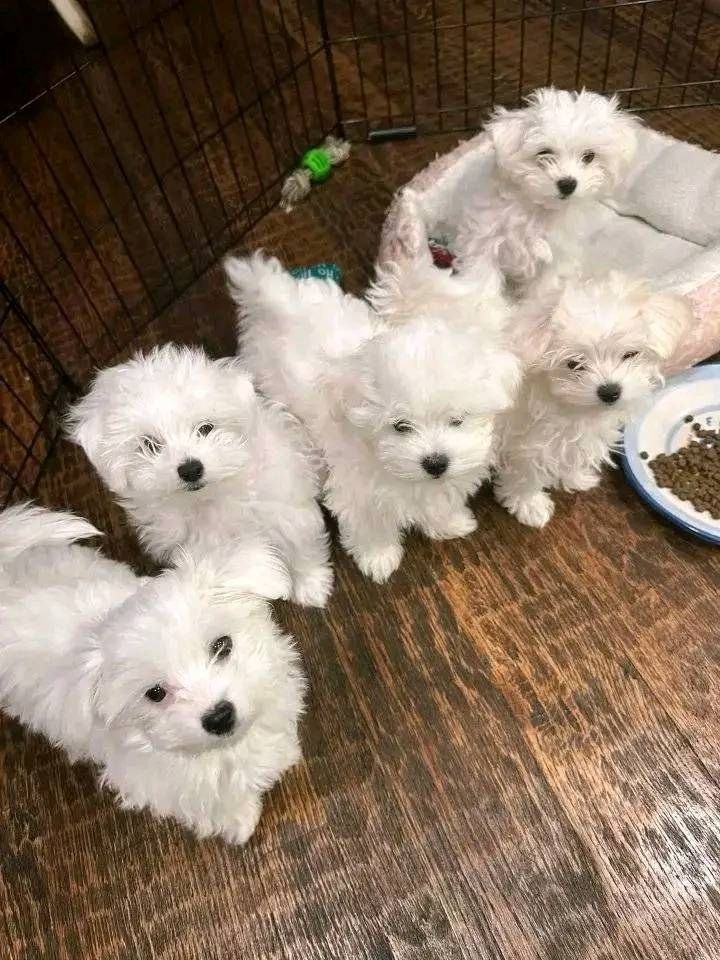 Hochwertige Malteserwelpen