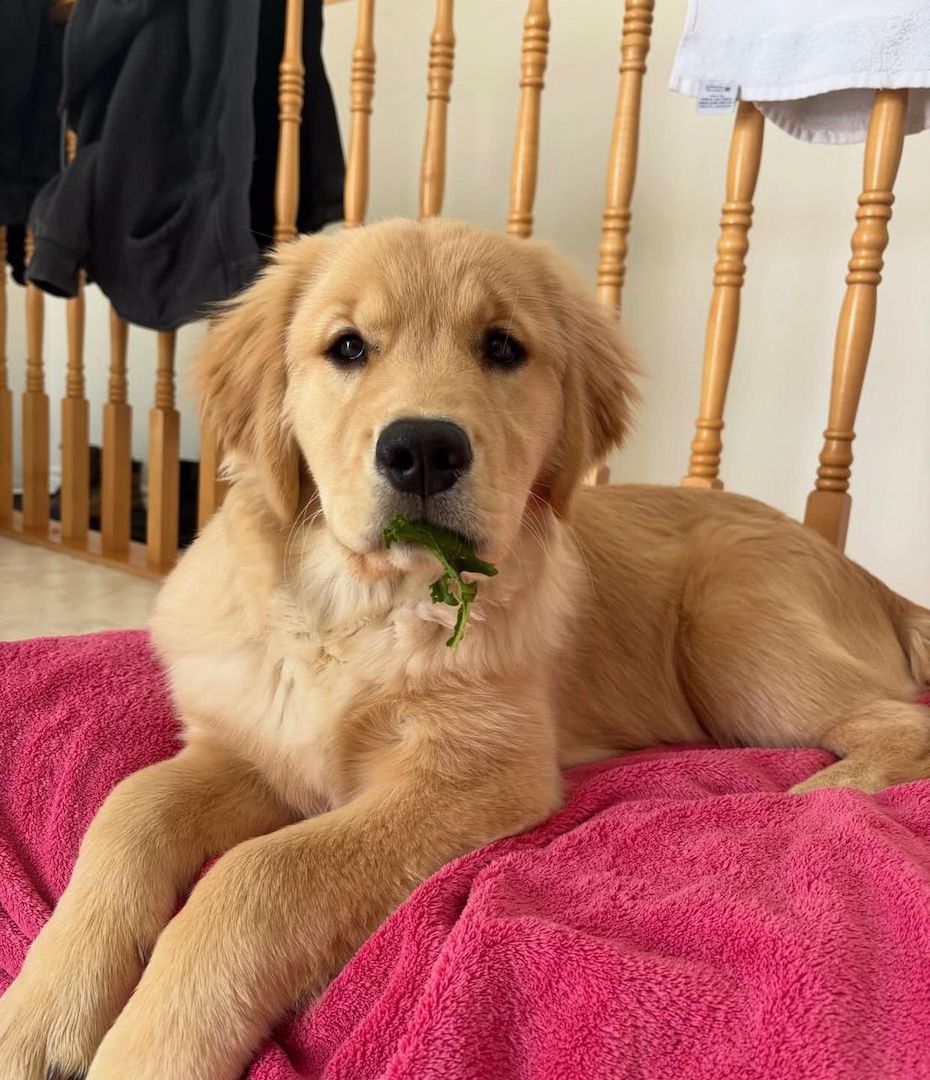 Bezaubernde Golden-Retriever-Welpen zu verkaufen