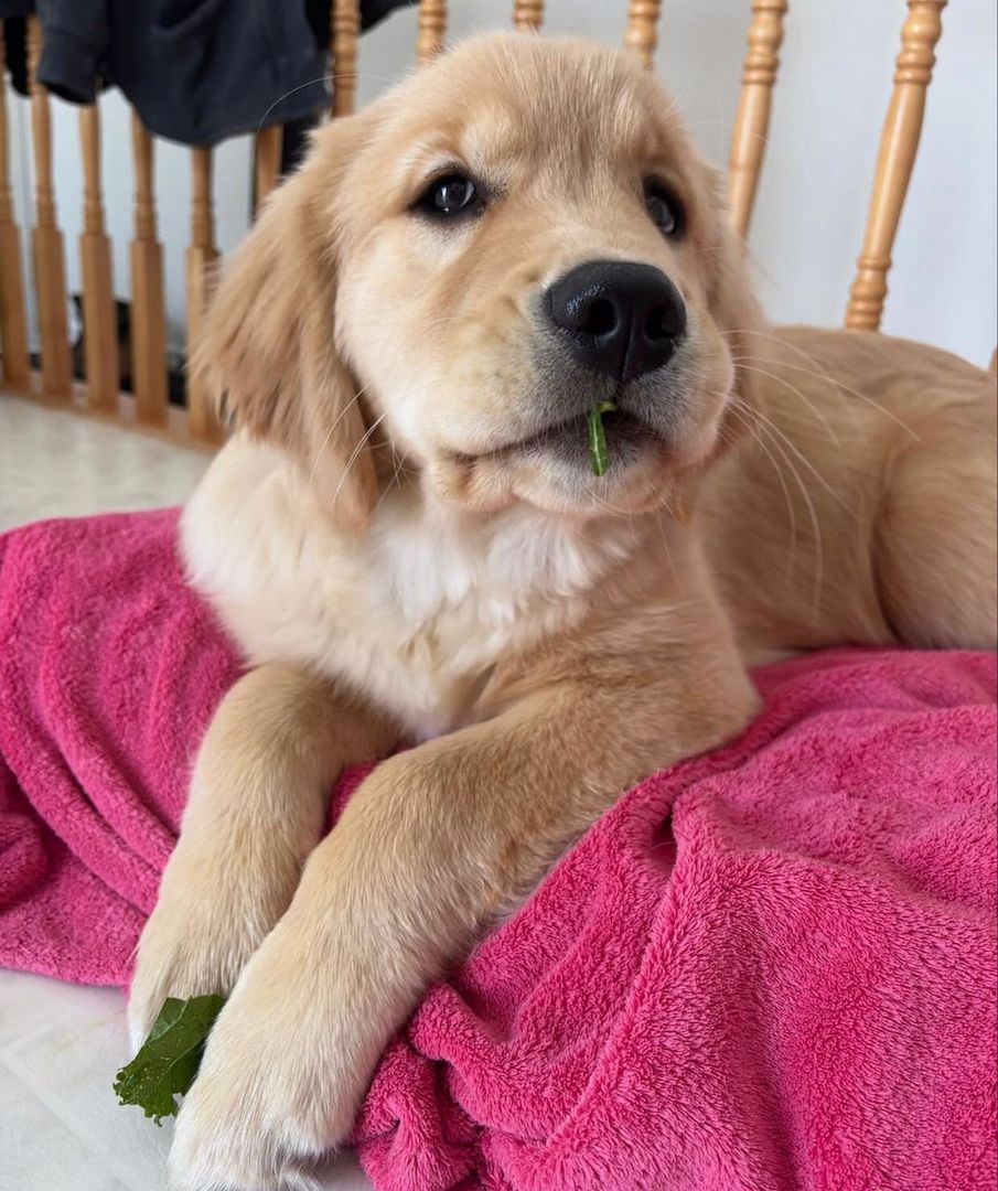 Bezaubernde Golden-Retriever-Welpen zu verkaufen