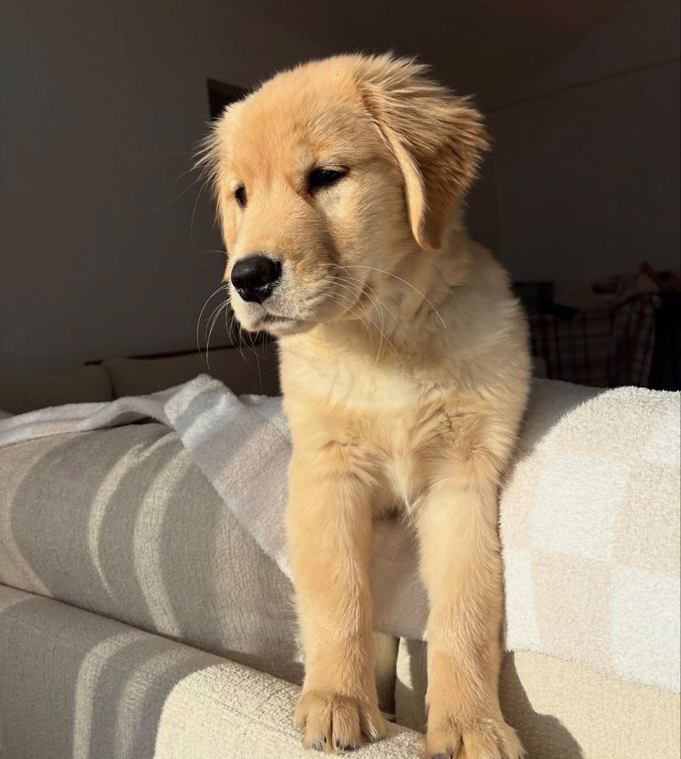 Bezaubernde Golden-Retriever-Welpen zu verkaufen