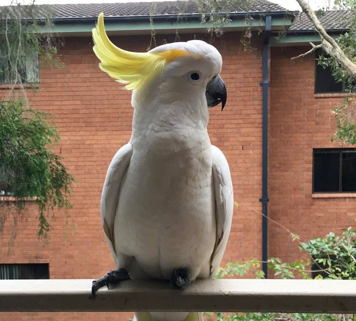 Wunderschöner Weißhaubenkakadu zu verkaufen