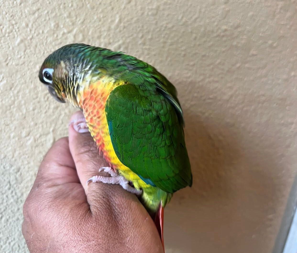 Talentierter Grünwangensittich zu verkaufen