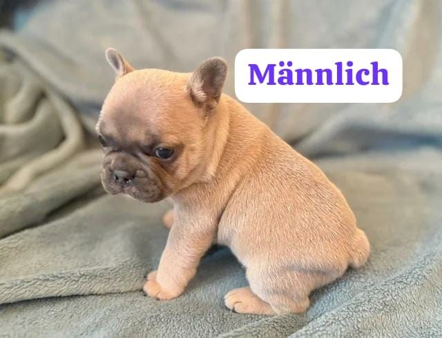 11 Wochen alte französische Bulldoggenwelpen