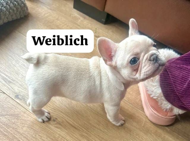 11 Wochen alte französische Bulldoggenwelpen