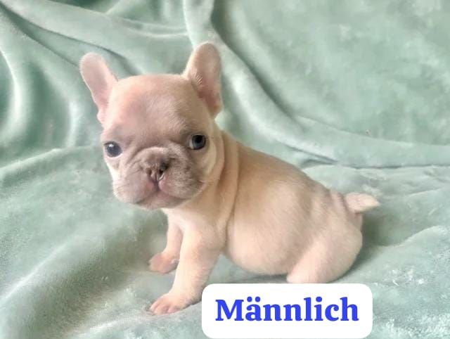 11 Wochen alte französische Bulldoggenwelpen