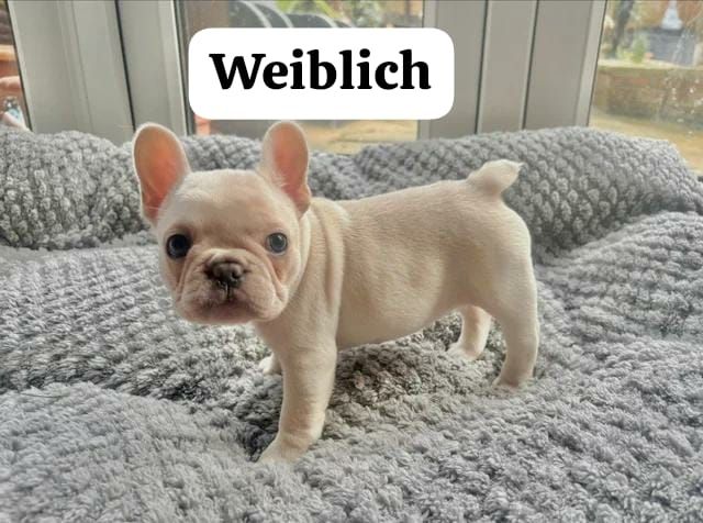 11 Wochen alte französische Bulldoggenwelpen