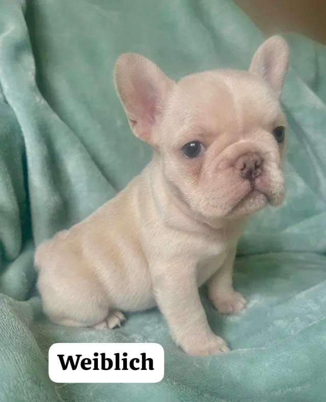 11 Wochen alte französische Bulldoggenwelpen