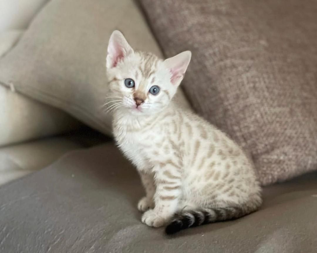 Wunderschöne Bengal-Kätzchen zu verkaufen