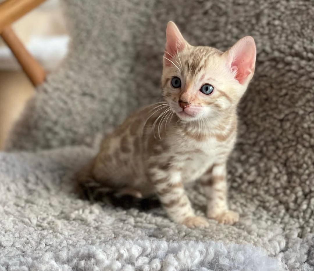 Wunderschöne Bengal-Kätzchen zu verkaufen
