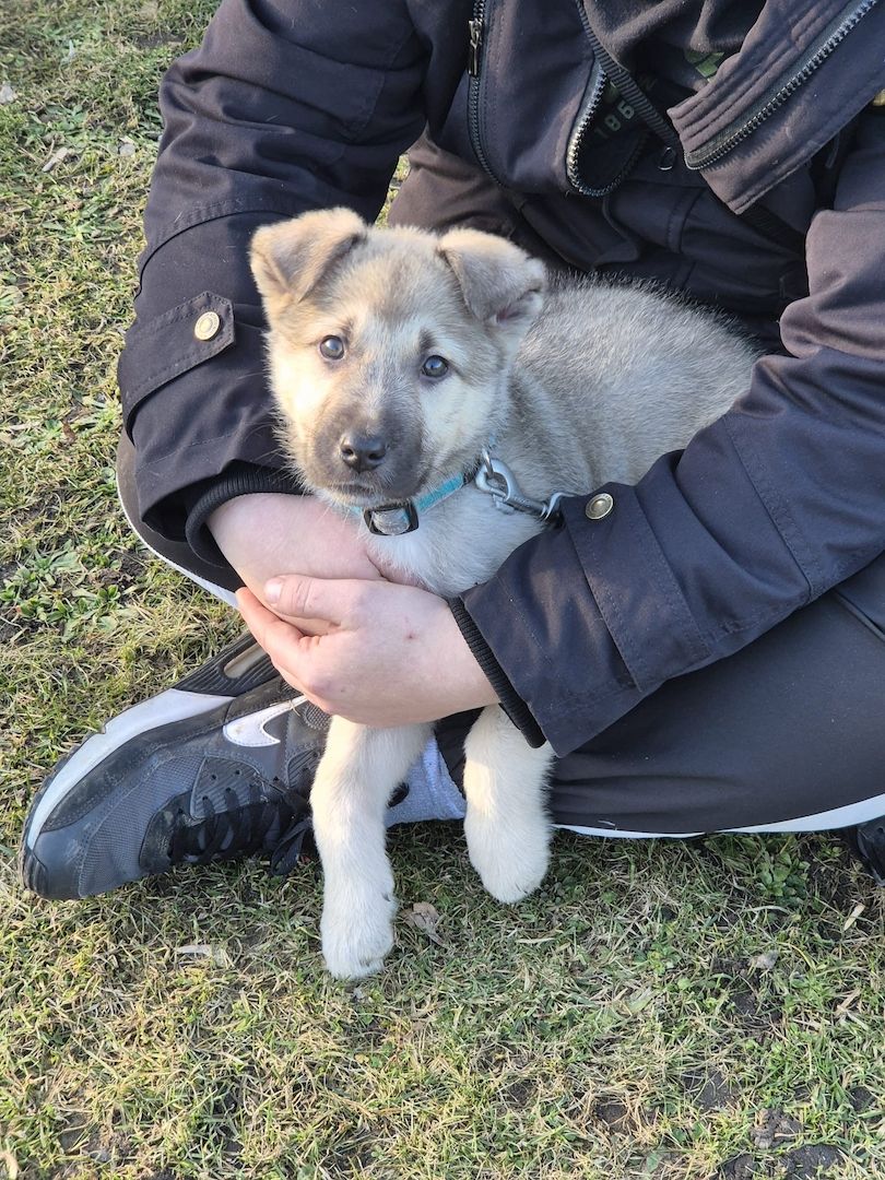 Schäferhund mix Welpe Weibchen