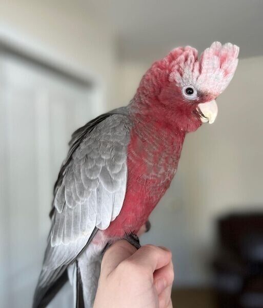 Galah-Kakadus
