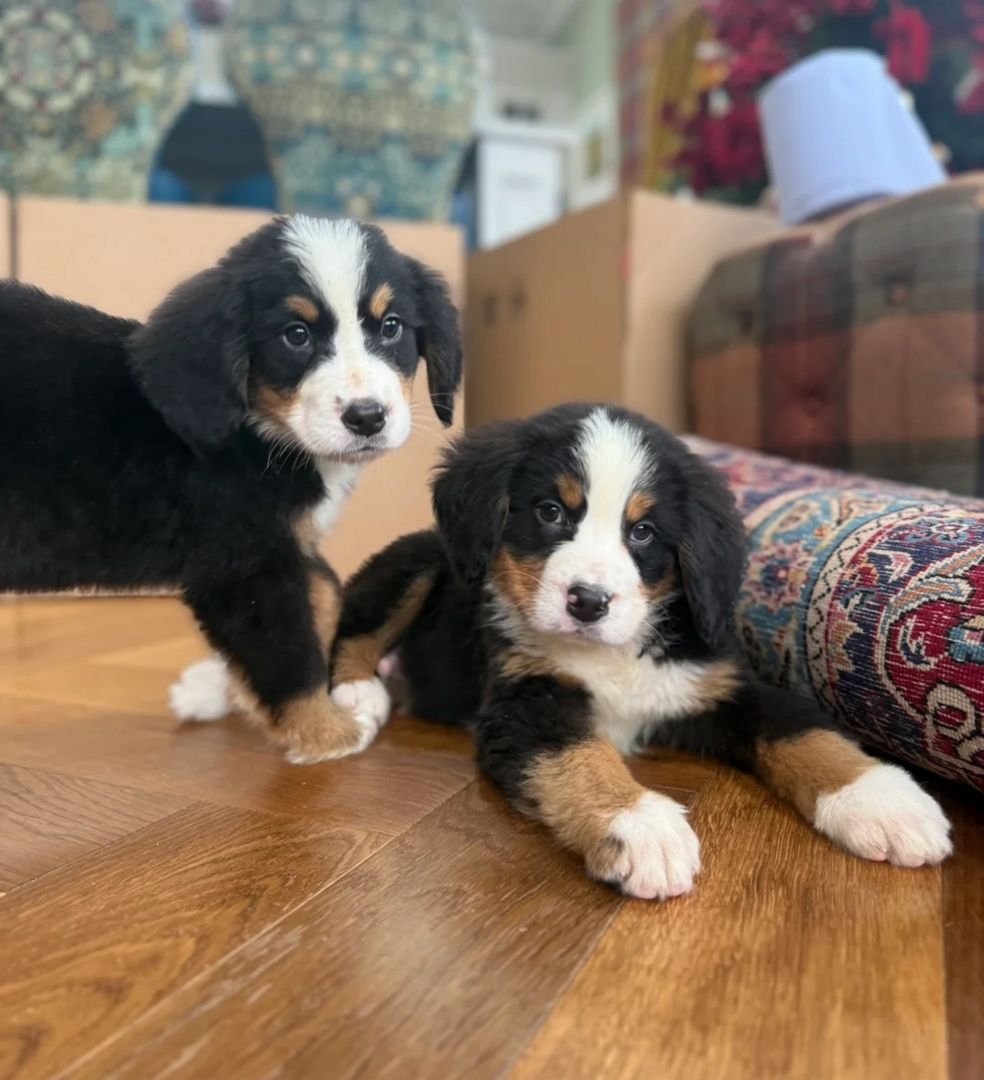 Wunderschöne Berner Sennenhundwelpen