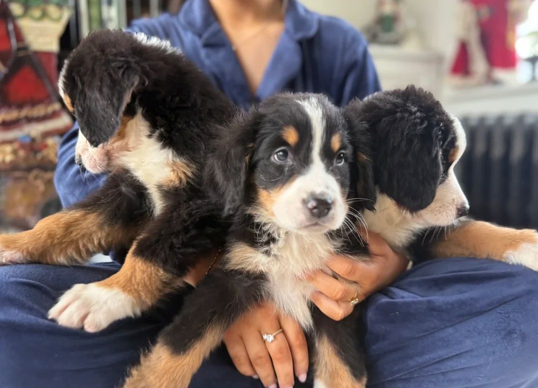 Wunderschöne Berner Sennenhundwelpen