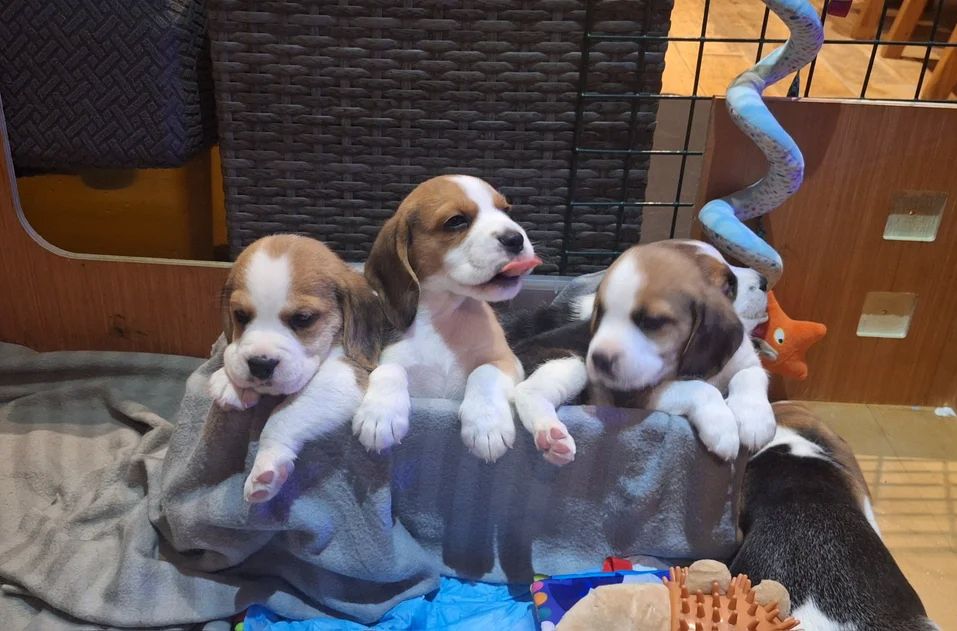 Reinrassige Beagle-Welpen