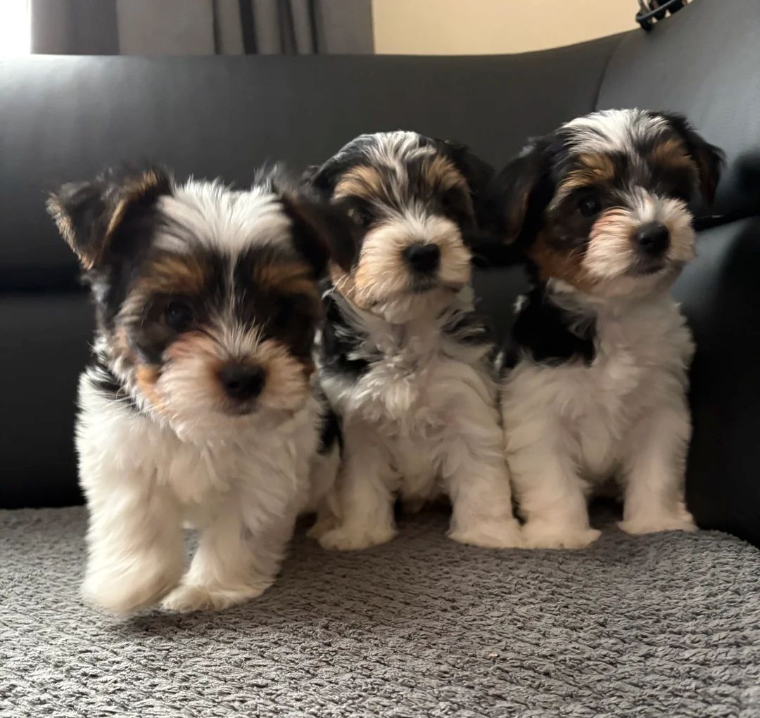 Biewer Terrier Welpen