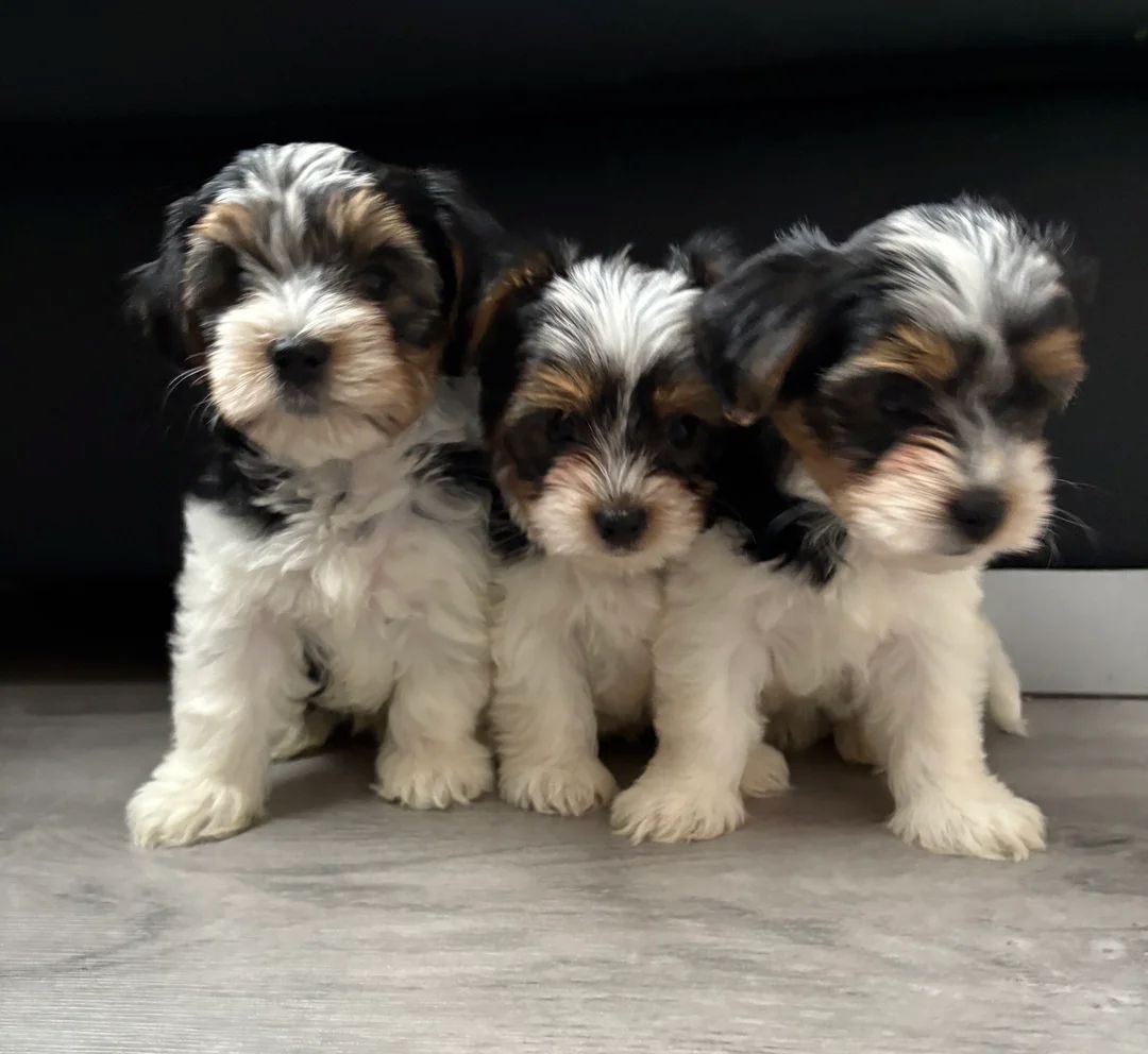 Biewer Terrier Welpen