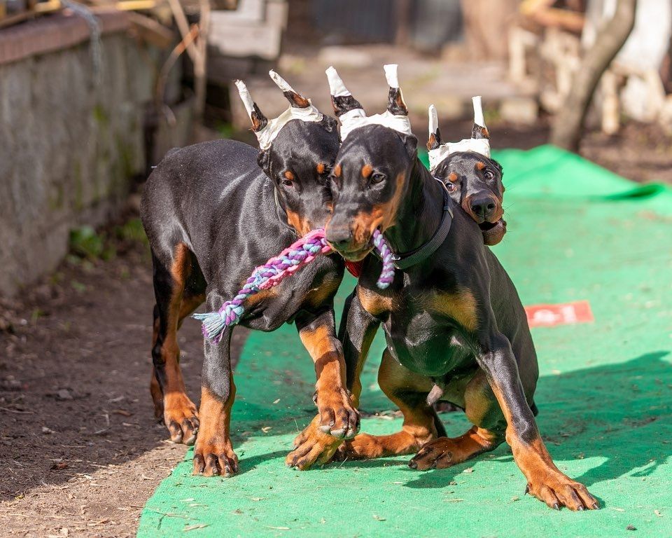 Europäische Dobermann Welpen – gesund & familienfreundlich